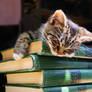 Book kitten