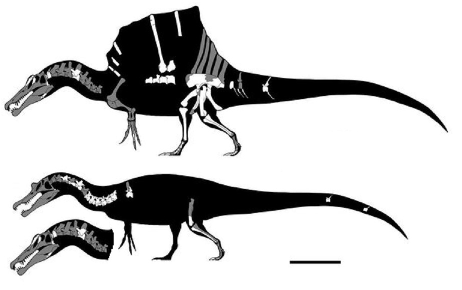 Spinosaurus Vs. Tyrannosaurus - Who Would Win This Fight? | Dinopedia