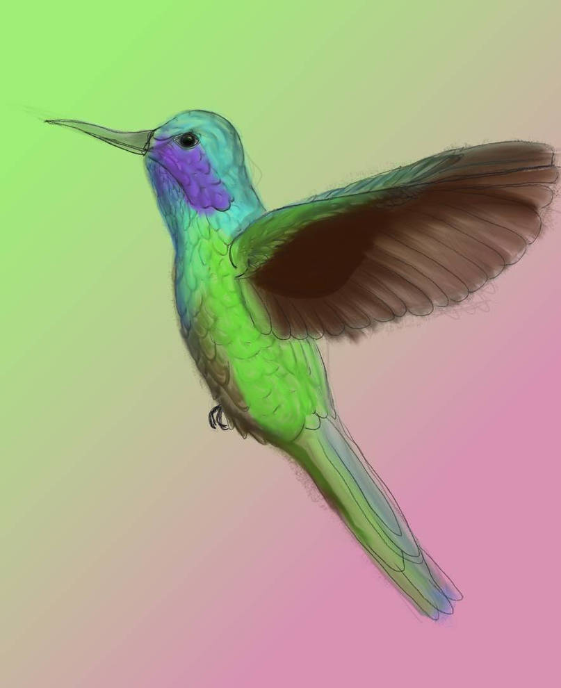 Hummingbird Classification Hummingbird class by StudioMasha on DeviantArt