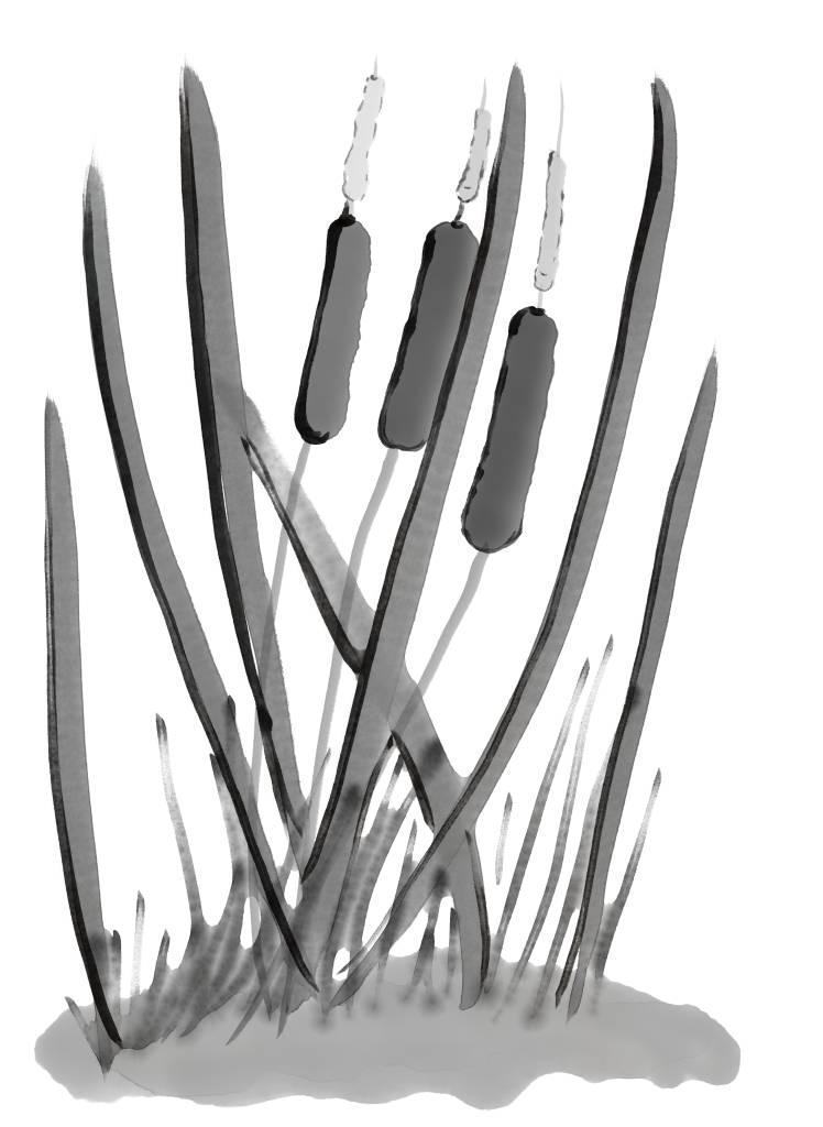 Cattails by StudioMasha on DeviantArt