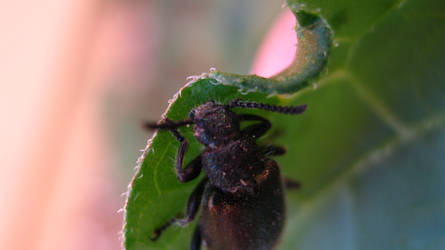 Leaf and bug