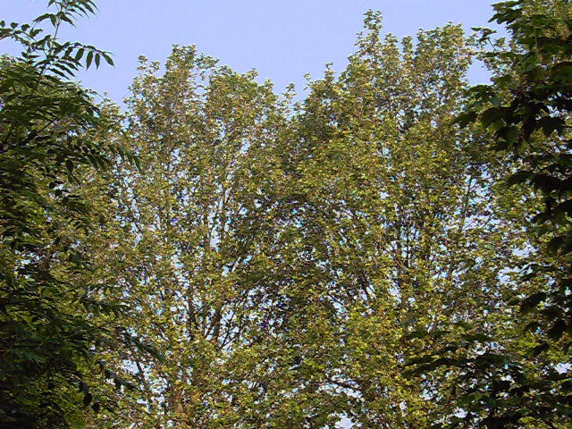 arbres_1 by adamanthe on DeviantArt