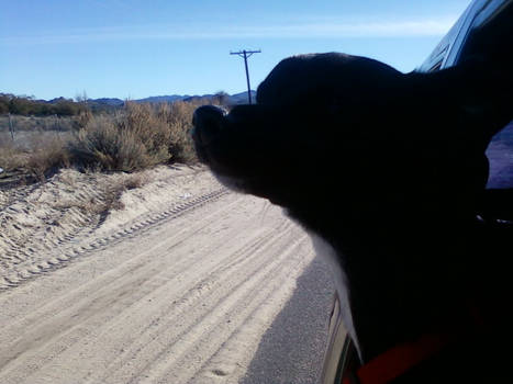 Samma looking out the window as we are driving