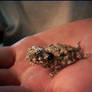 Baby Horny Toad 2