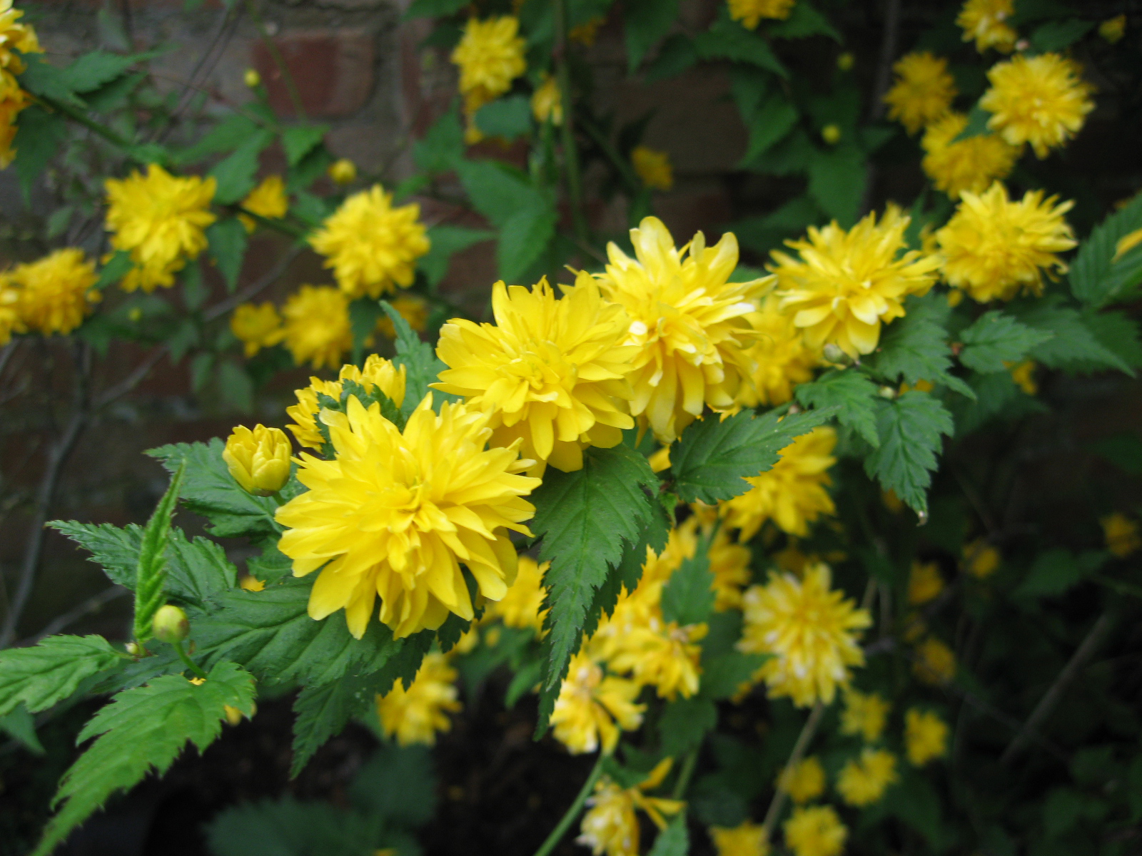 Flowering Yellow