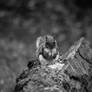 Squirrel Eating (Black white)