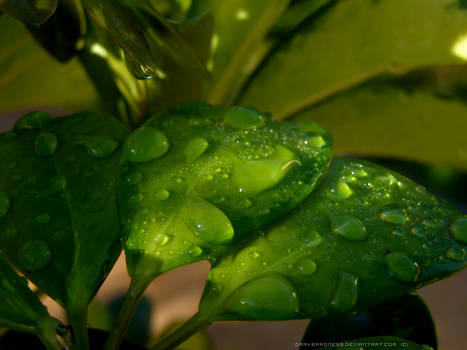 Dancing after rain