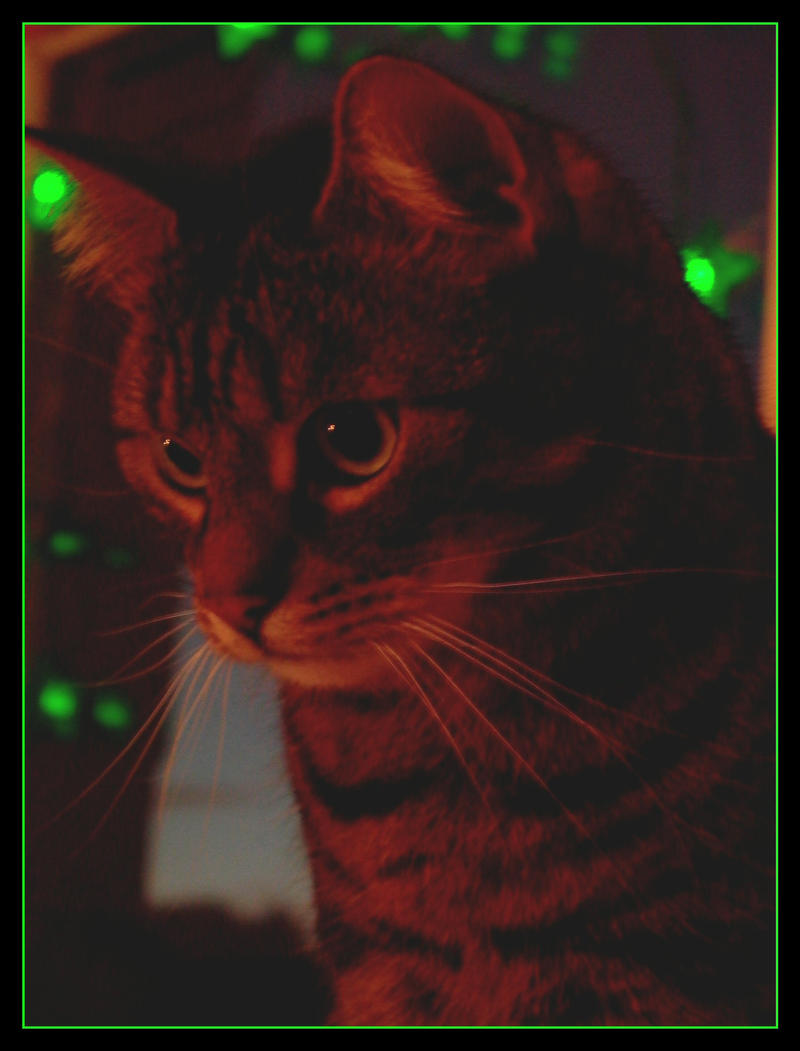 Cat and Christmas Lights