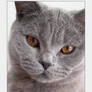 Chartreux