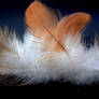 Feathers