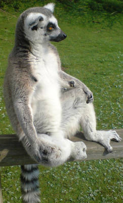 Chillaxashun Lemur