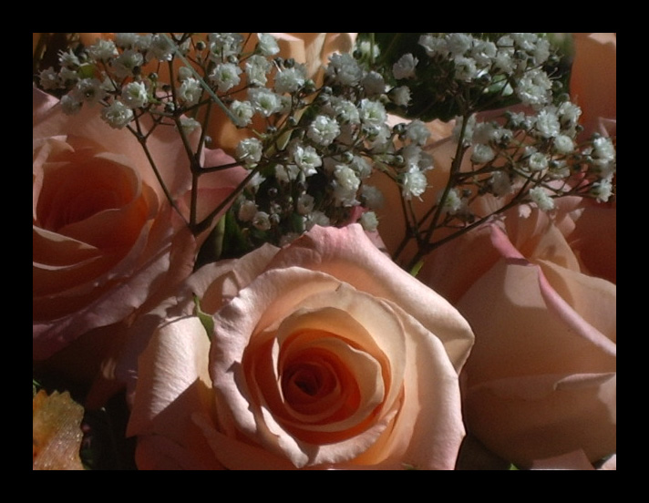 Light and shadows on roses