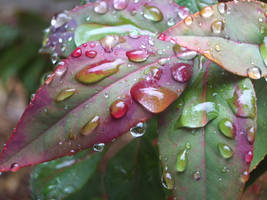 Raindrops on leaves 2