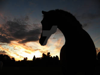 Horse in the shadow