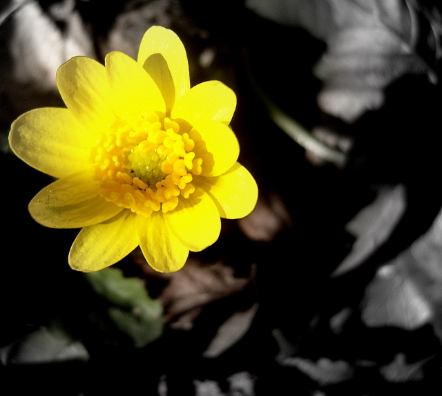 sunshine flower