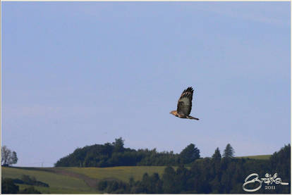 buzzard