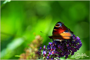 Butterfly in the sunset