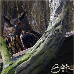 eagle owl