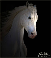 arabian horse 5