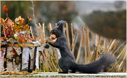 squirrel by brijome