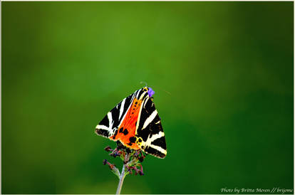 Greek butterfly in Austria