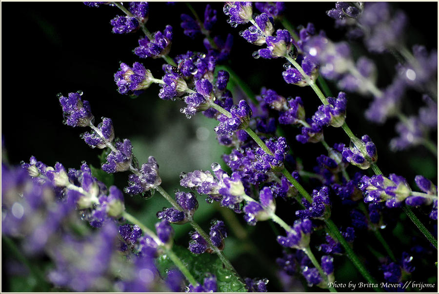 Drops on the lavender