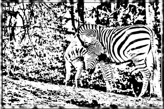 Zebras