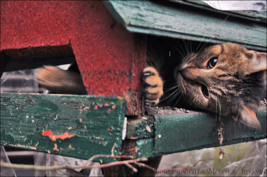 In the bird feeder