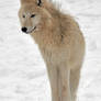 Arctic wolf 4