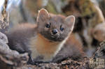 Noble-Marten by brijome