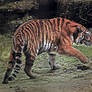 Tiger fight3