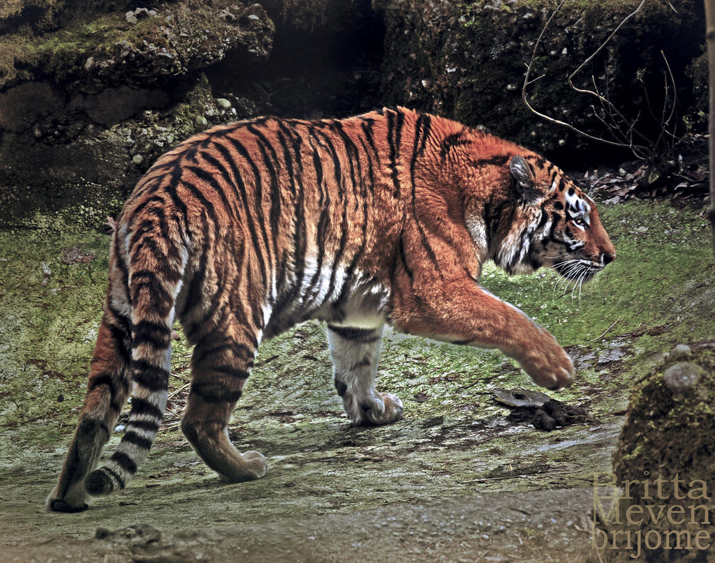 Tiger fight3