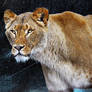 Lioness2