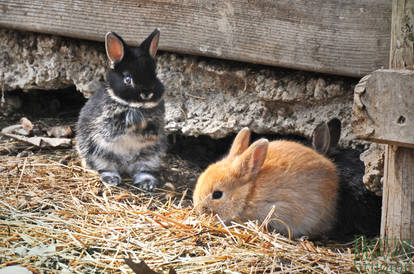 Baby Rabbit