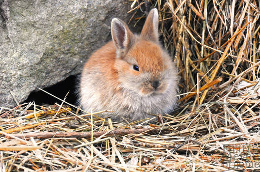 Baby Rabbit1