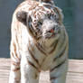 White Tiger Cub 2