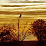 Buzzard in the evening sun