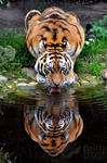 Mirroring by brijome