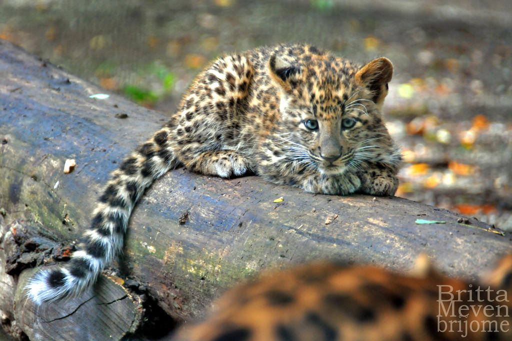 Leopard cub