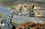 Leopard cub by brijome