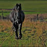 Friesian horse