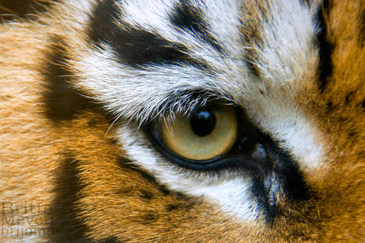 Eye of the tiger