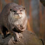 Otter1