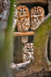 Three Owls