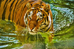 Bathtime