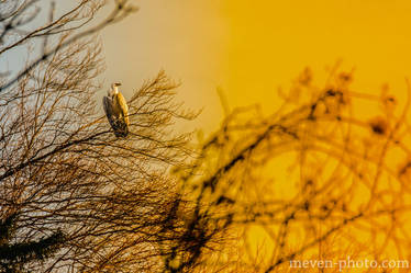 Vultures-in-the-sunset