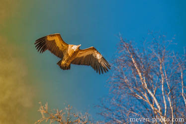 Vultures in the sunset 1