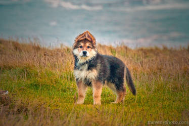 Panda-shepherd