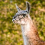 Llama-Llama