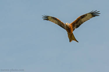 Red Kite